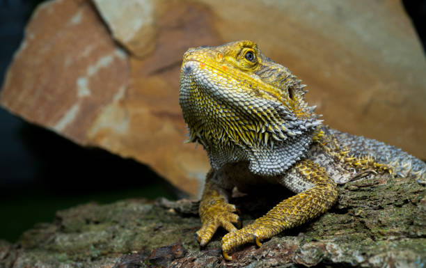 istock beautiful agama lizard close-up.dragon lizard on stone for wallpaper banner background 1497624469