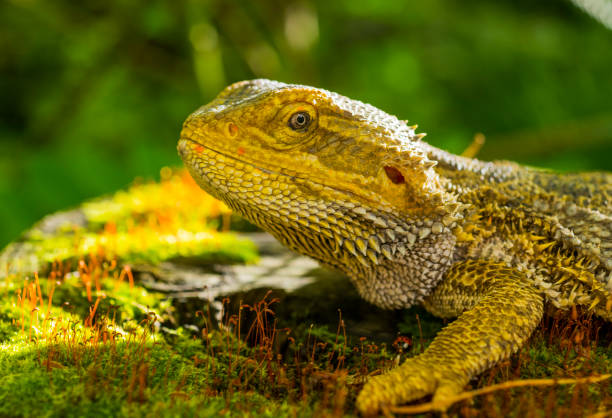 istock beautiful agama lizard close-up.dragon lizard portrait for wallpaper banner background 1497625868