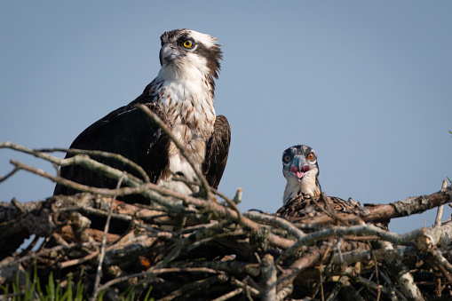 An osprey with her chick.