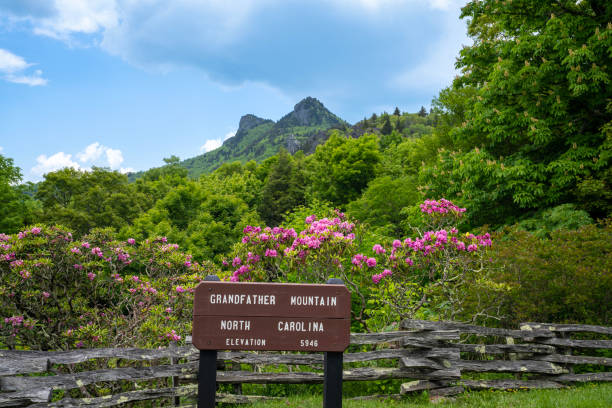 floración de primavera en grandfather mountain. - grandfather mountain fotografías e imágenes de stock