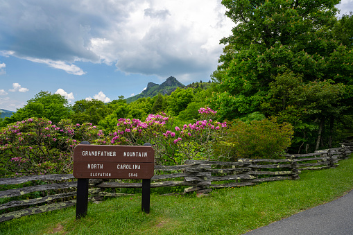 Beautiful spring mountains scenery with blooming Catawba rhododendrons. Grandfather Mountain State Park. Banner Elk, North Carolina, USA.