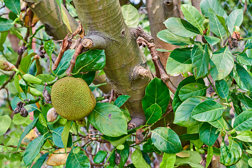 Jackfruits hanging from a wild jack tree in Tung Ching. Lantau Island. Hong Kong.