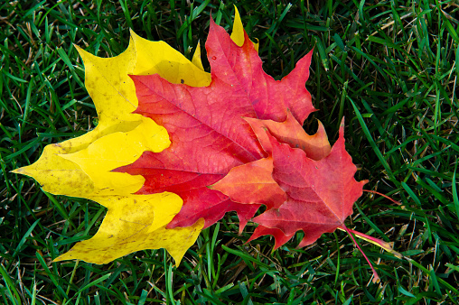 Autumn maple leaf, a flattened structure of a higher plant, similar to a blade that attaches directly to the stem or through the stem. Leaves are the main organs of photosynthesis and transpiration