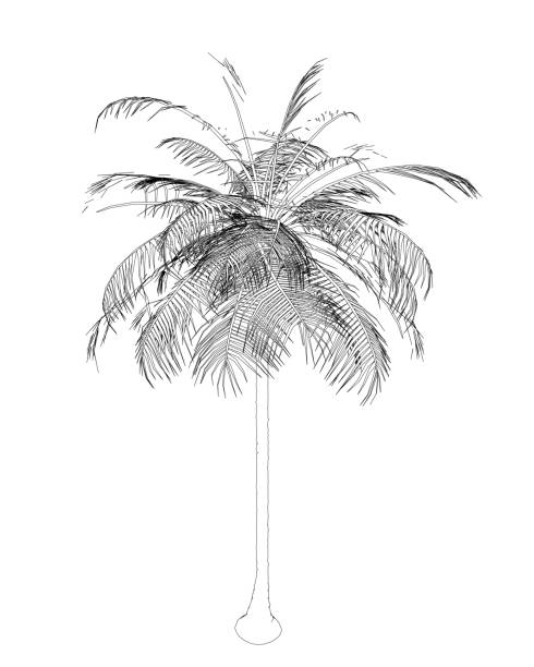 istock Hand drawn tropical palm tree. Vector outline of hawaii beach palm tree, fern and frond outline, botany flora tropical illustration. Contours Isolated on White Background. Vector illustration 1497630099