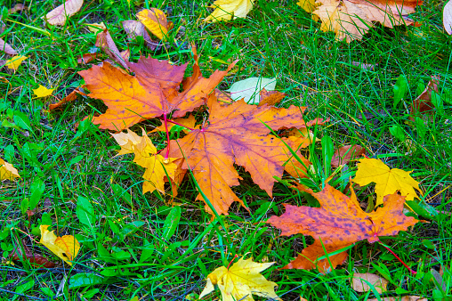 Autumn maple leaf, a flattened structure of a higher plant, similar to a blade that attaches directly to the stem or through the stem. Leaves are the main organs of photosynthesis and transpiration