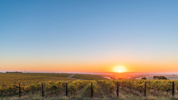 istock McLaren Vale valley at sunset, South Australia 1497632529