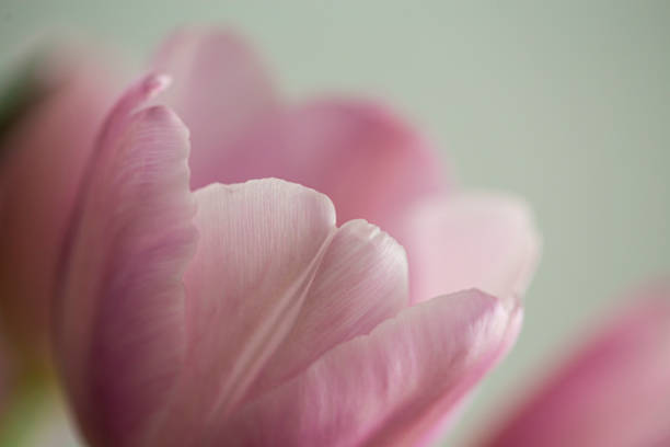 istock Smooth pink petals on a beautiful tulip flower in bloom 1497632560
