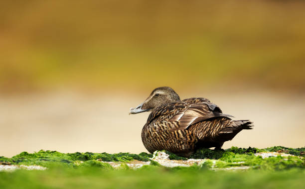 istock Common Eider on the coastal area in Noss, Shetland Islands 1497633059
