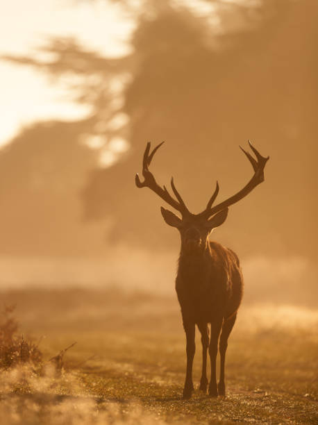 istock Red Deer stag during rutting season at sunrise 1497633082