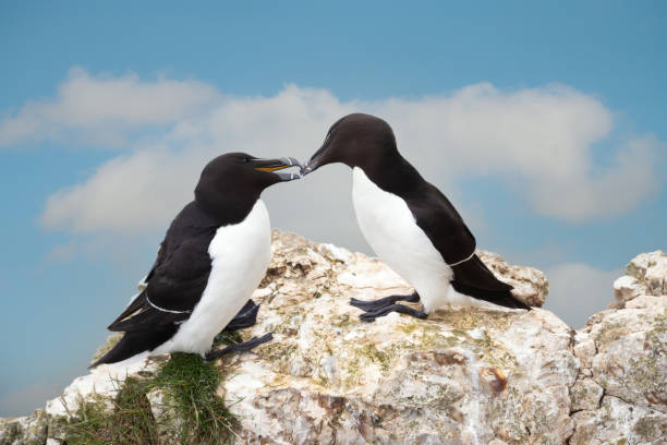 istock Close-up of two Razorbills bonding on a cliff 1497633106