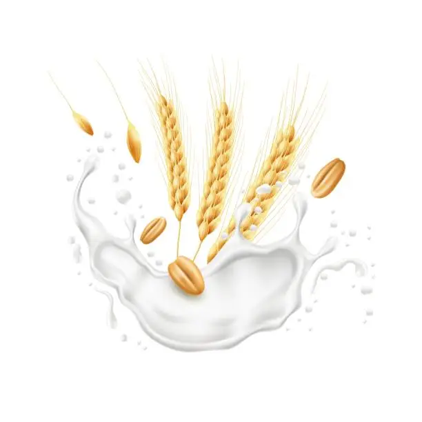 Vector illustration of Realistic wheat ears with milk splash. Agricultural culture, spikelets and grains, flying splashes and drops of yogurt, flakes with cream. Healthy food, packaging design utter vector concept