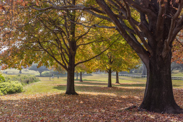 istock Autums leaves cover the ground 1497634321
