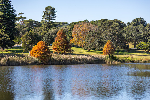 Autumn colours across the Willow Pond and clear sky in Centennial Park, Sydney, Australia. Tranquil scene, perfect for meditation.