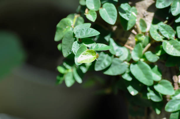 ficus pumila or climbing fig or climbing tree ,Ficus pumila L or Creeping fig tree