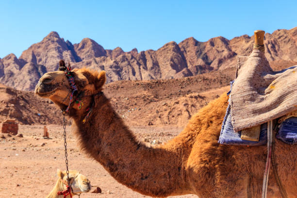 istock Camel with traditional bedouin saddle in Sinai desert, Egypt 1497636863