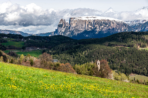 meadow covered with dandelions, with an old church where only the bell tower can be seen, in front of the impressive and beautiful mountain landscape of the famous Vajolet Mountain