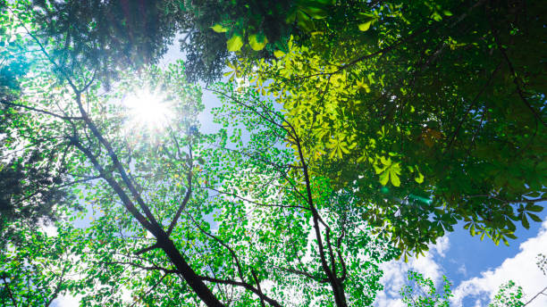 istock Landscape of green forest and blue sky 1497637127