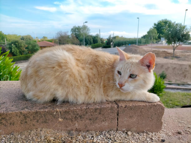 istock Red Point Siamese cat with light brown color and deep sky blue eyes, Cat in a park. 1497637280