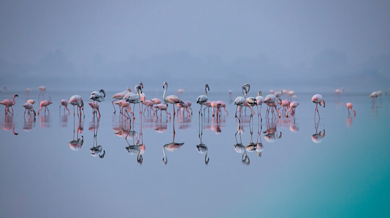 Greater flamingos flock on a lake searching for food in a back water lake