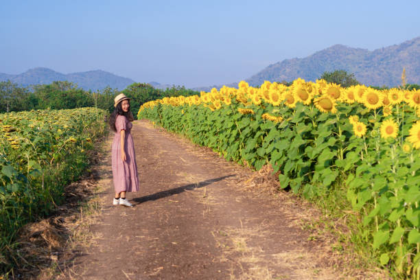 Free Stock Photo of Large Sunflower Standing Out in Sunflower Field ...