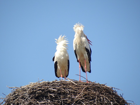 Two storks stand in their nest and clatter with their beaks