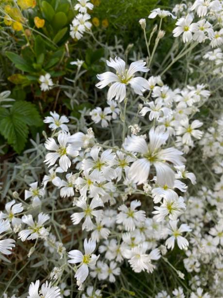 istock Snow-in-summer flowers 1497641809