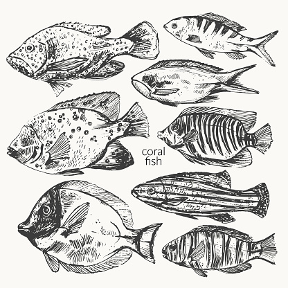 Vector sea animals illustration set. Black ink sketch of tropical coral fish. Wild life ocean creature drawing.