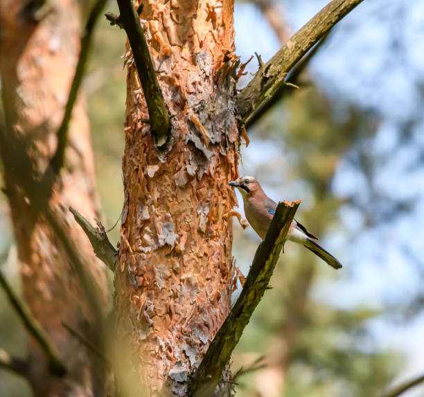 A jay sitting on a tree in the forest looks into the camera lens