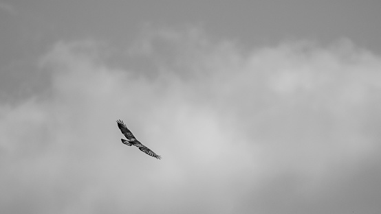 Cloudy gray sky with a bird flying across it, buzzard silhouette, beautiful