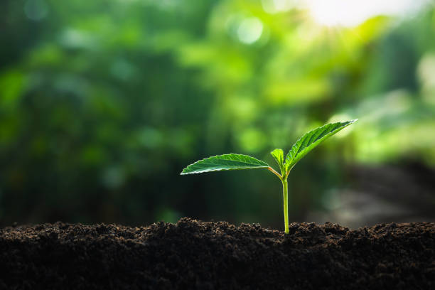 small tree growing with sunshine in garden. eco concept