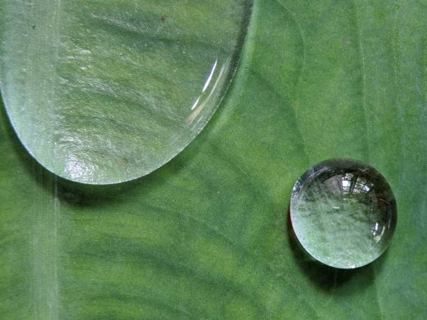 istock Two big water drops texture on green taro leaves 1497643945
