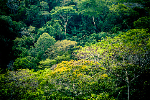 rainforest full frame background.