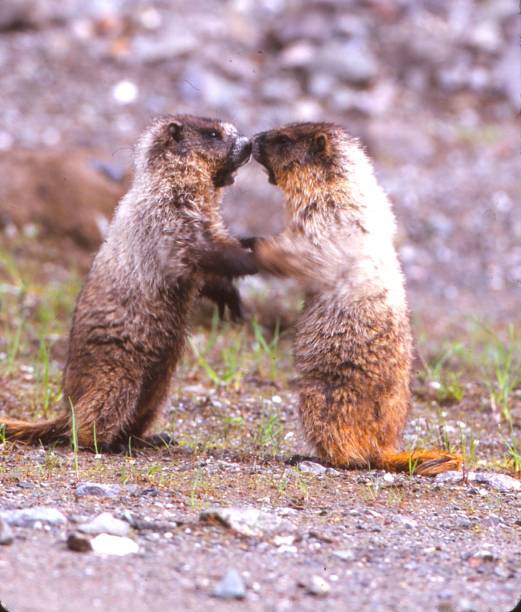 istock Hoary Marmots - Hyder, Alaska 1497644684