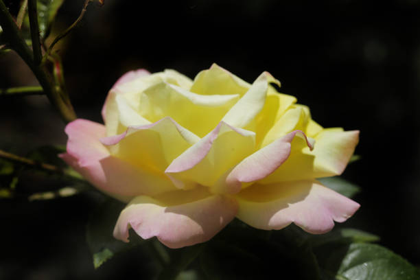 Colorful roses in summer garden