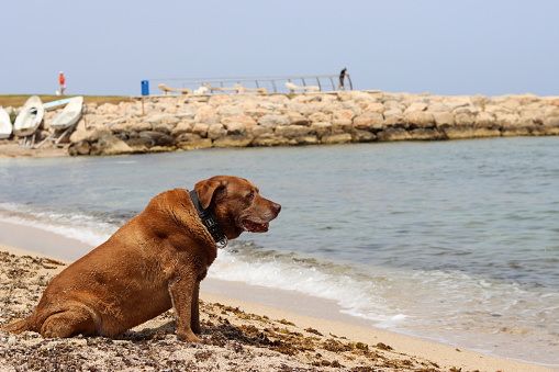 Senior Labrador dog sitting on sand by the sea