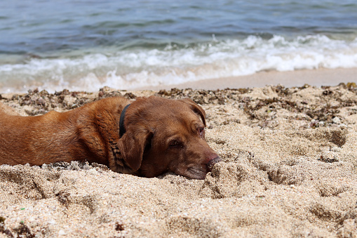 Labrador retriever lying on the sand near the sea in summer. Senior dog's life concept.