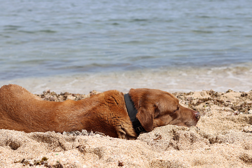 Labrador retriever lying on the sand near the sea in summer. Senior dog's life concept.