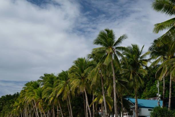 Lush green palm trees create a picturesque pathway along a sandy beach, inviting exploration and relaxation in the tropical paradise of Portete Island, Esmeraldas, Ecuador