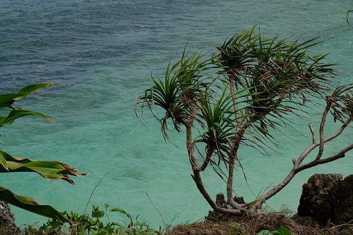 bush on a cliff above the sea