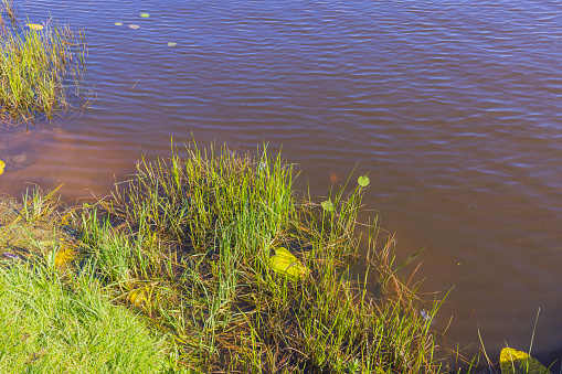 Beautiful close up view of grass on dark lake water. Gorgeous nature backgrounds.