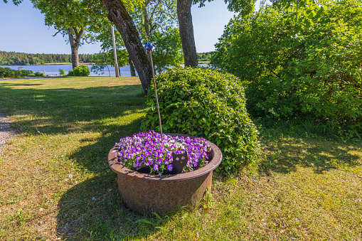 Beautiful view of flower bed with purple flowers and decorative cat on background of lake. Sweden.