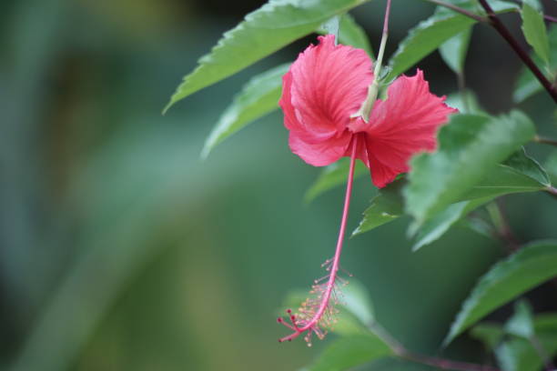 istock hibiscus flower in the garden 1497650362