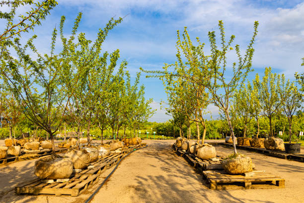 istock green tree in plant nursery outdoors in summer 1497651271