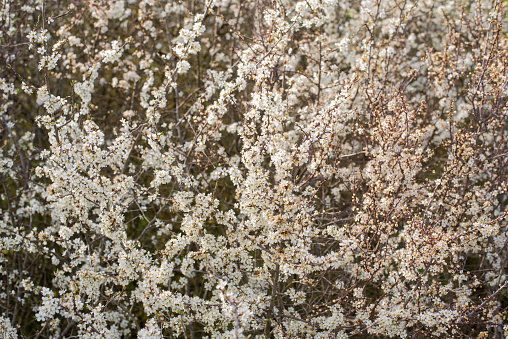 the twigs of a blackthorn bush with plenty of white blossoms in sunlight