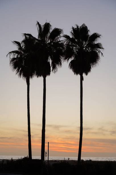 istock three palm trees standing at sunset in front of a beach 1497653991