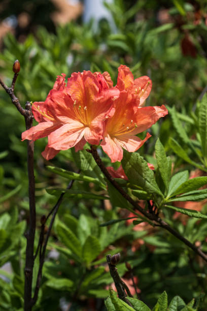 istock Azalea flowers in the botanical garden 1497654048