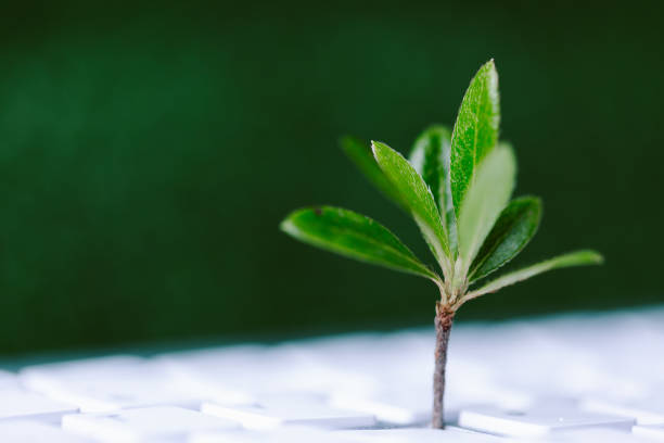 istock Green information technology. Environmentally Sustainable IT. Copy space. Green plant growing on laptop computer keyboard with green background. Environment green technology. 1497654107