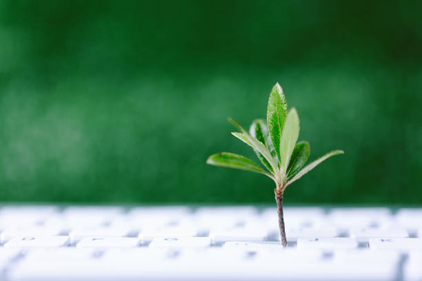 istock Green information technology. Environmentally Sustainable IT. Copy space. Green plant growing on laptop computer keyboard with green background. Environment green technology. 1497654292