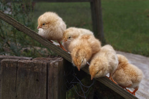 Group of yellow chicks sitting on wood looking curiously down.