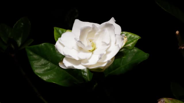 Time lapse of blooming flower of Rosa